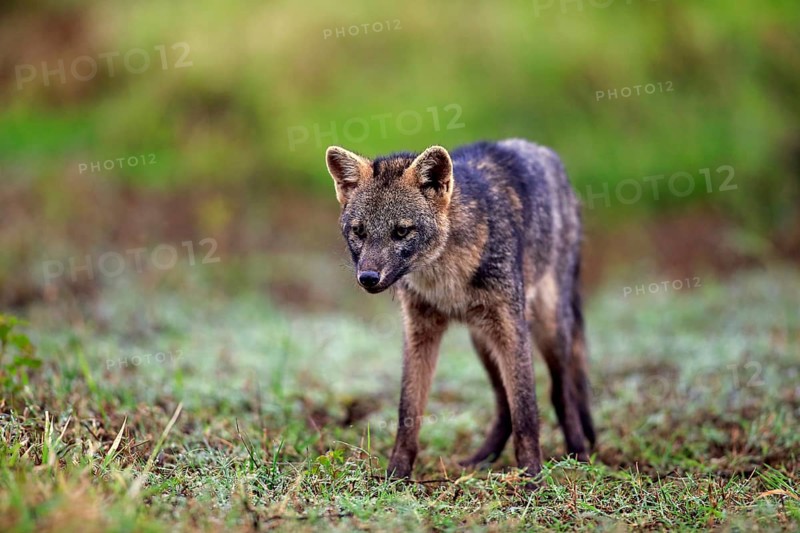 Crab-eating fox (Cerdocyon thous)