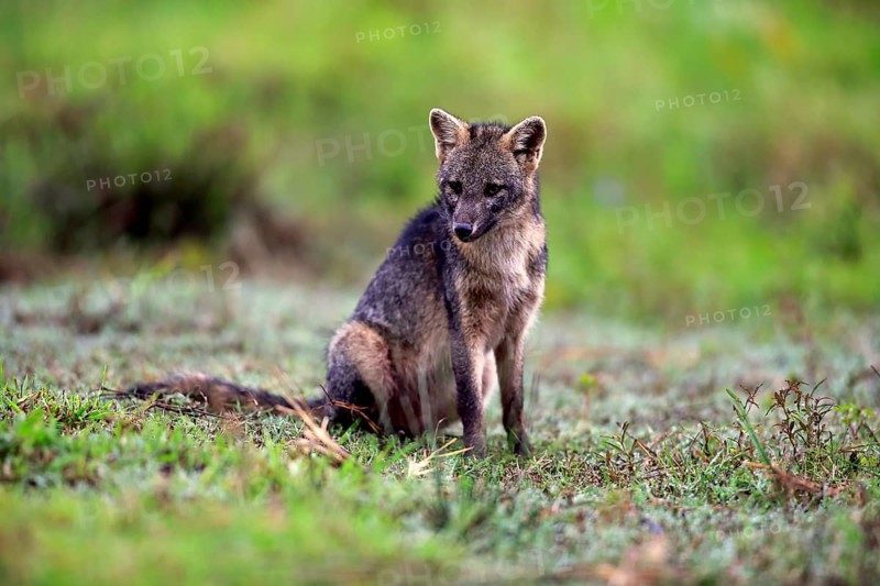 Crab-eating fox (Cerdocyon thous)