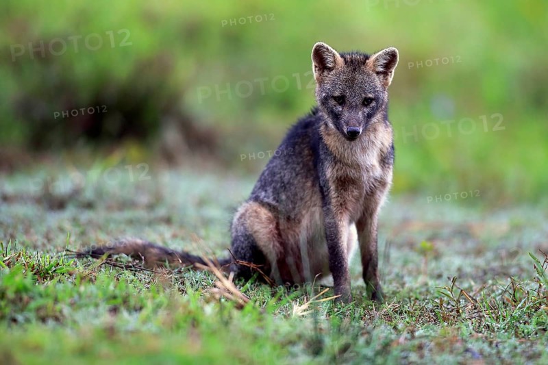Crab-eating fox (Cerdocyon thous)