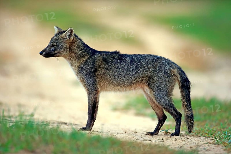 Crab-eating fox (Cerdocyon thous)
