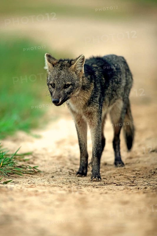 Crab-eating fox (Cerdocyon thous)