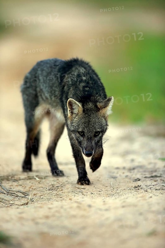 Crab-eating fox (Cerdocyon thous)