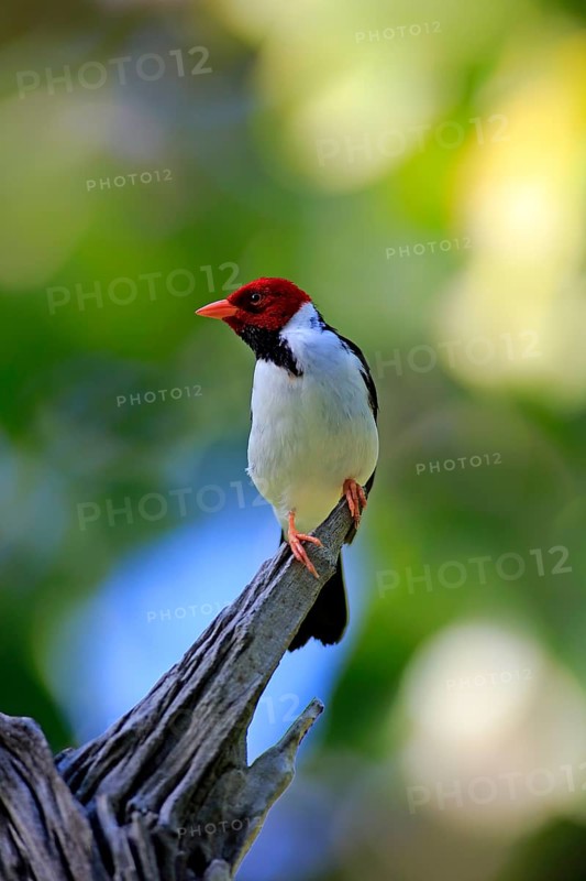 Yellow-billed cardinal (Paroaria capitata)