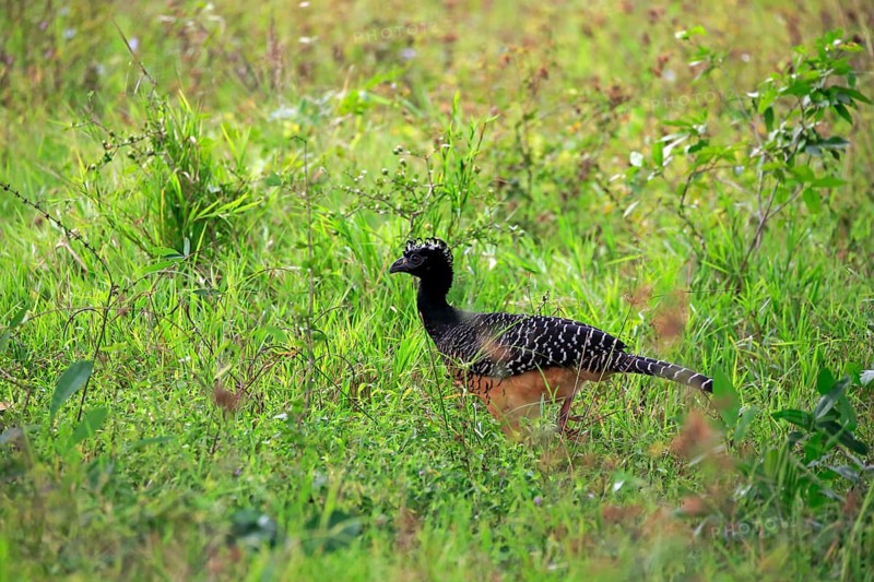Bare-faced curassow (Crax fasciolata)