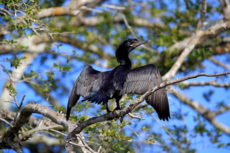 Neotropic Cormorant (Phalacrocorax brasilianus)