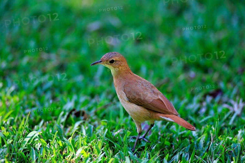 Rufous Hornero (Furnarius rufus)