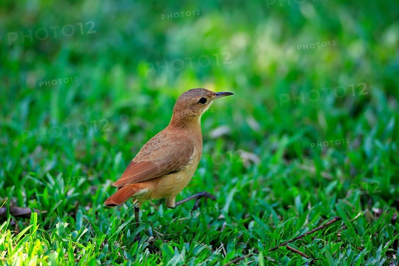 Rufous Hornero (Furnarius rufus)