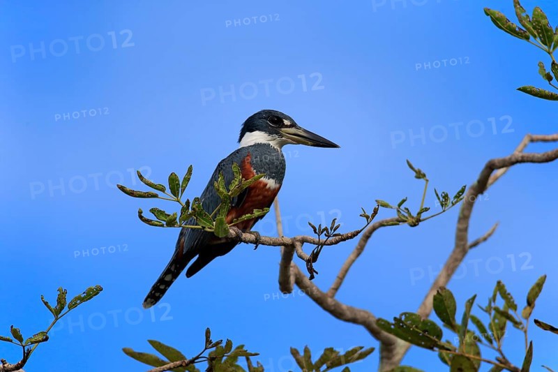 Ringed kingfisher (Ceryle torquata)