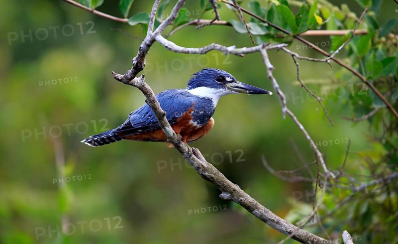 Ringed kingfisher (Ceryle torquata)