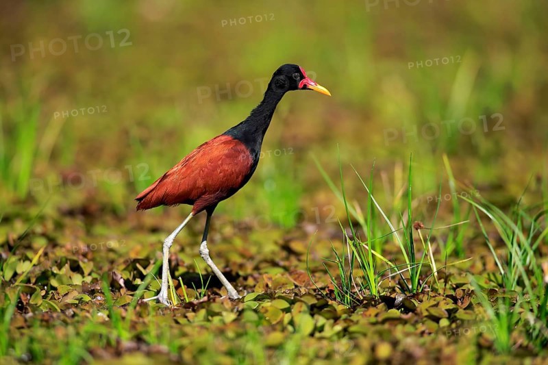 Wattled jacana (Jacana jacana)