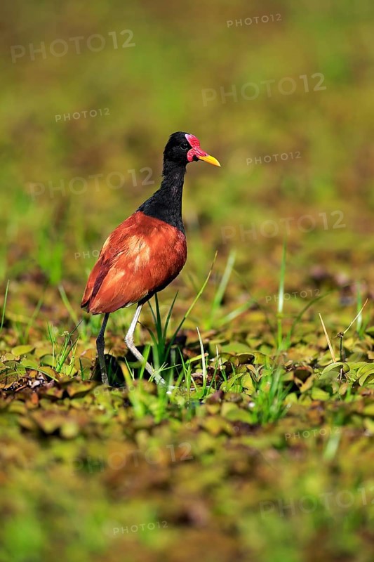 Wattled jacana (Jacana jacana)