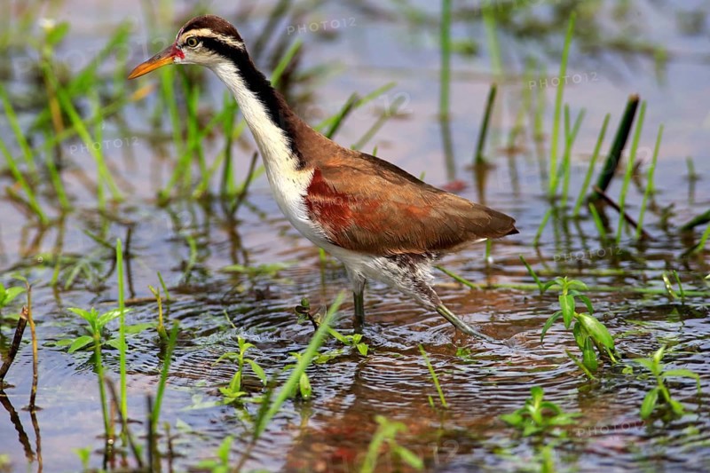 Wattled jacana (Jacana jacana)