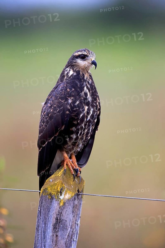 Snail kite (Rostrhamus sociabilis)