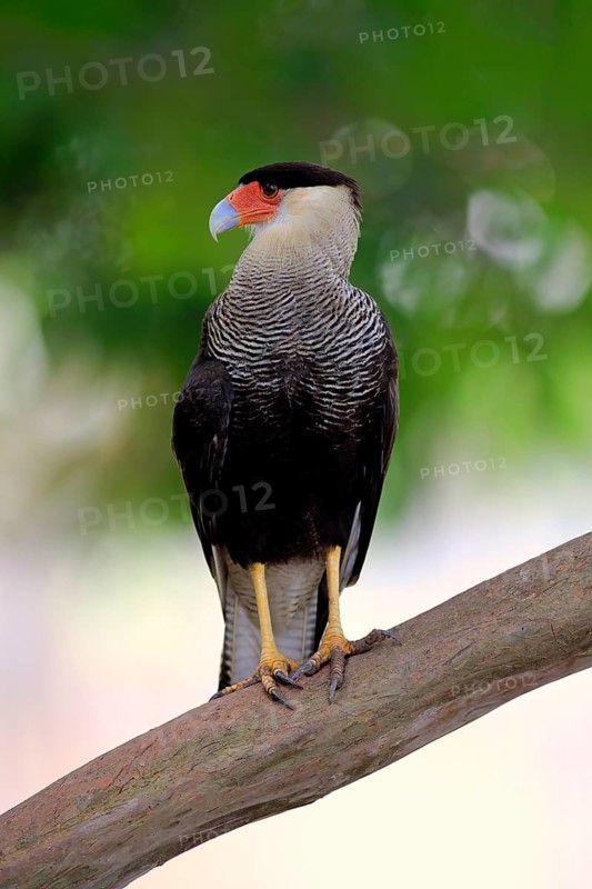 Southern crested caracara (Polyborus plancus)