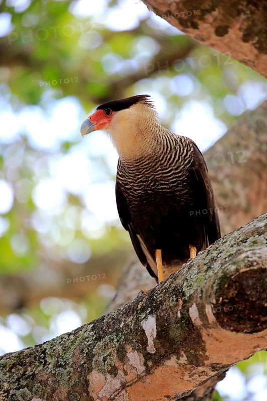 Southern crested caracara (Polyborus plancus)