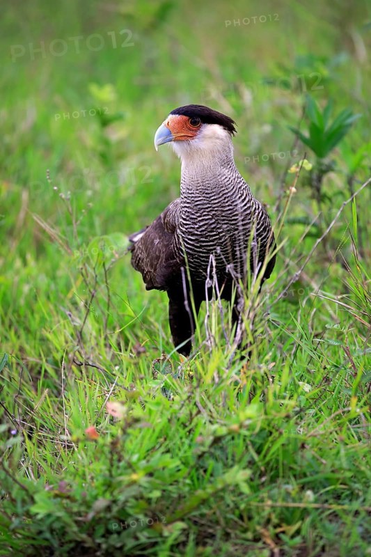Southern crested caracara (Polyborus plancus)