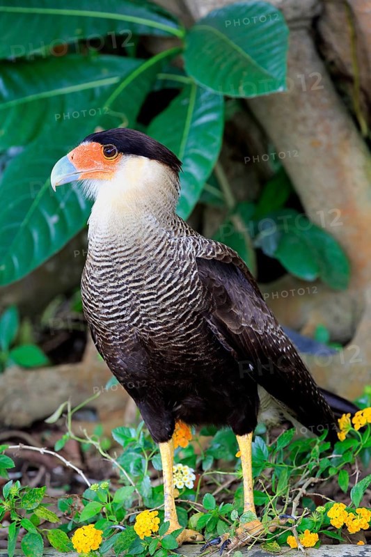 Southern crested caracara (Polyborus plancus)