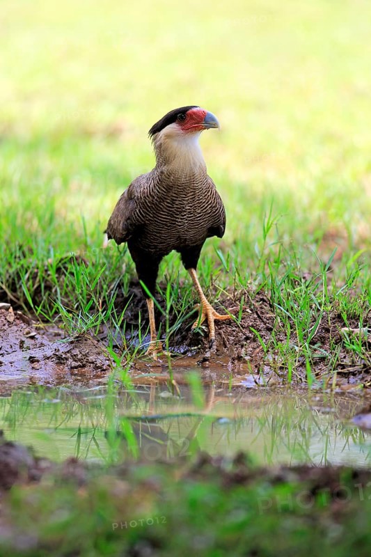 Southern crested caracara (Polyborus plancus)