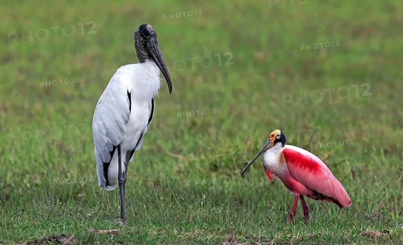 Wood stork (Mycteria americana)