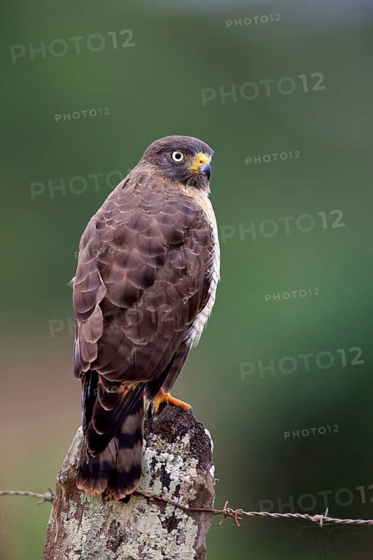 Roadside hawk (Rupornis magnirostris)