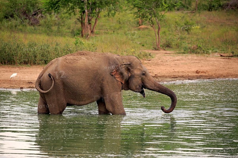 Sri Lankan Elehpant (Elephas maximus maximus)