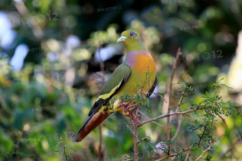 Orange-breasted green pigeon (Treron bicincta leggei)