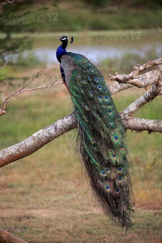 Indian peafowl (Pavo cristatus)