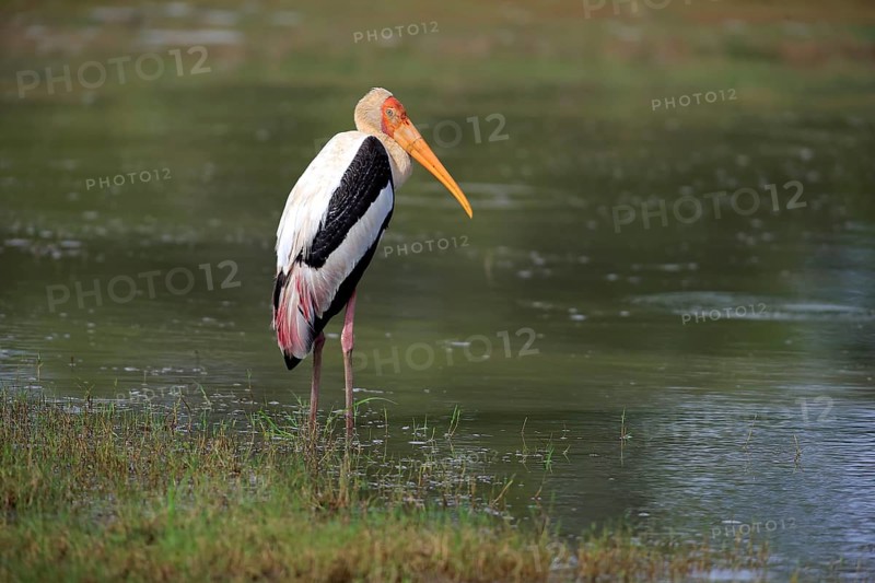 Painted stork (Mycteria leucocephala)
