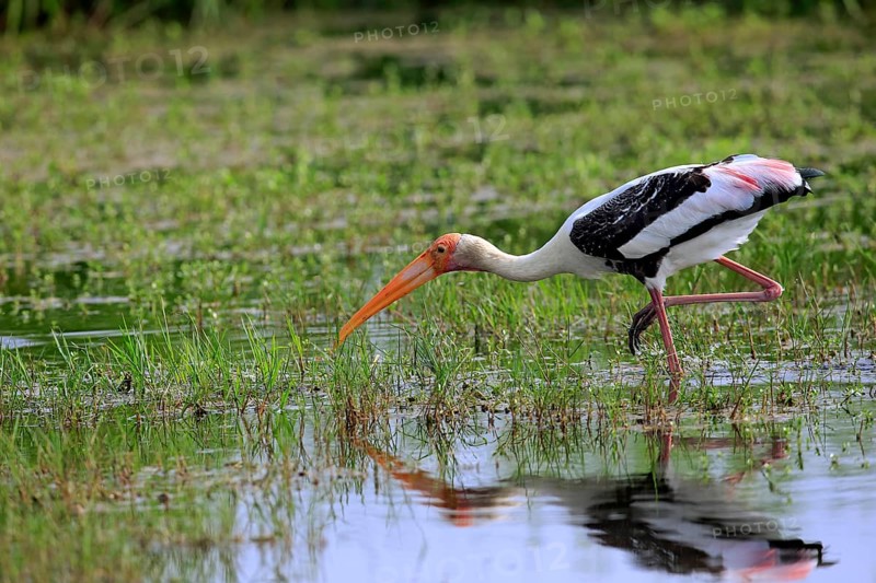 Painted stork (Mycteria leucocephala)