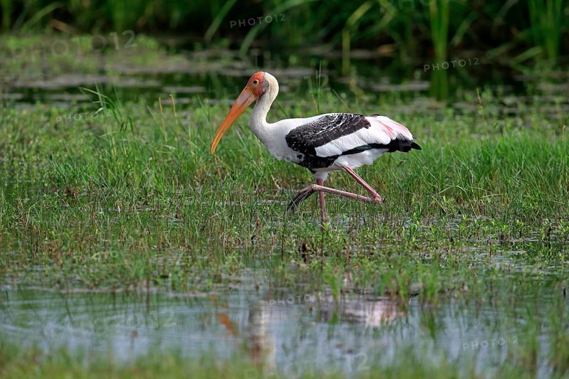 Painted stork (Mycteria leucocephala)