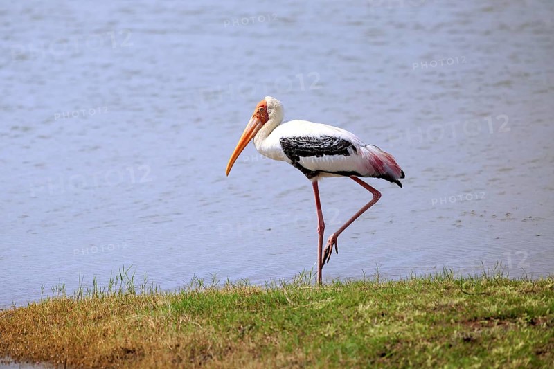 Painted stork (Mycteria leucocephala)