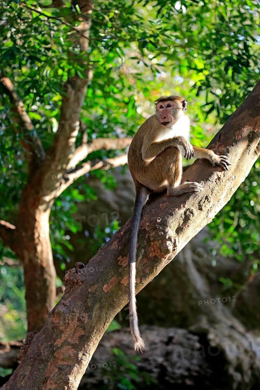 Toque macaque (Macaca sinica)