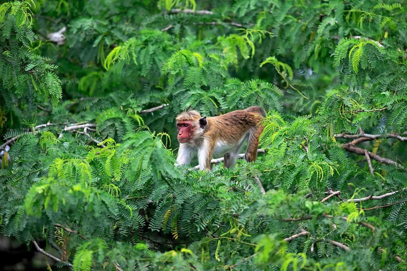 Toque macaque (Macaca sinica)