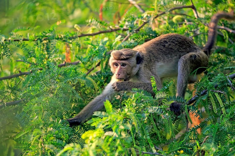 Toque macaque (Macaca sinica)