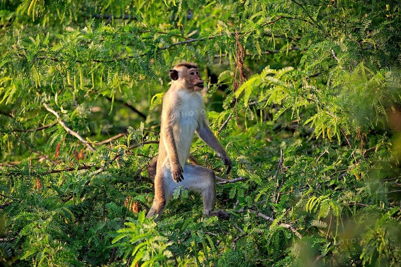Toque macaque (Macaca sinica)