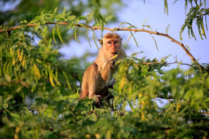 Toque macaque (Macaca sinica)