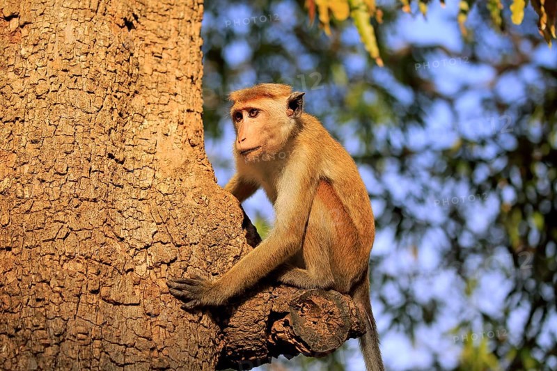 Toque macaque (Macaca sinica)