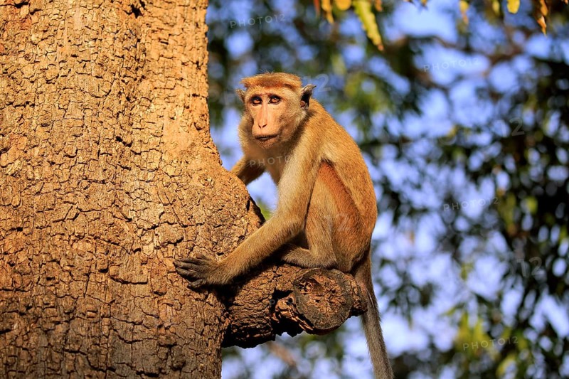 Toque macaque (Macaca sinica)