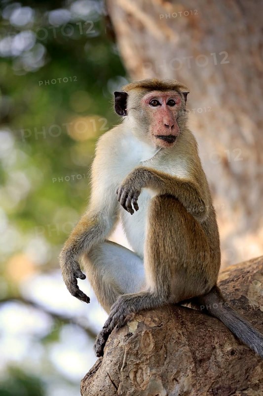 Toque macaque (Macaca sinica)