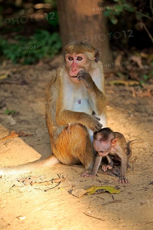 Toque macaque (Macaca sinica)