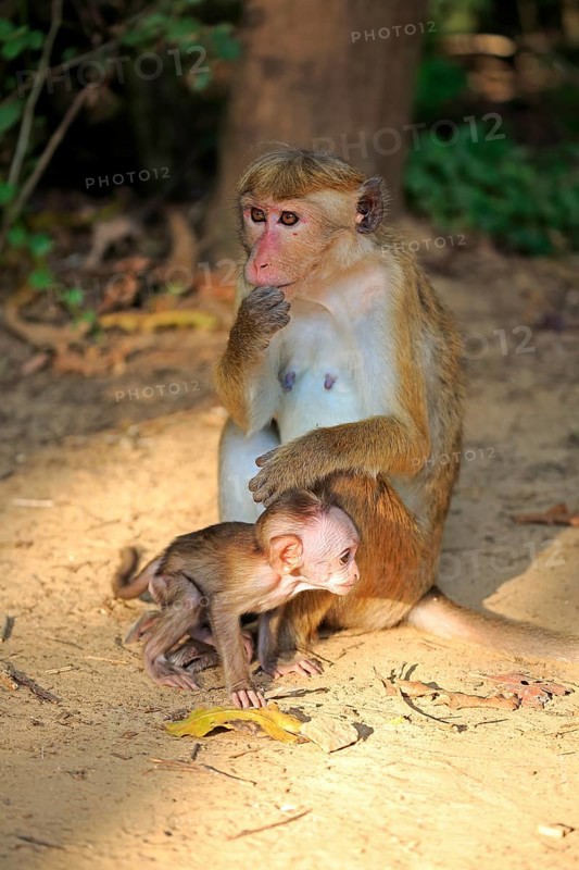 Toque macaque (Macaca sinica)