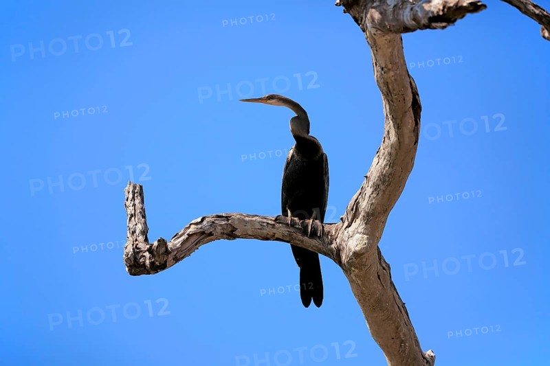Oriental darter (Anhinga melanogaster)