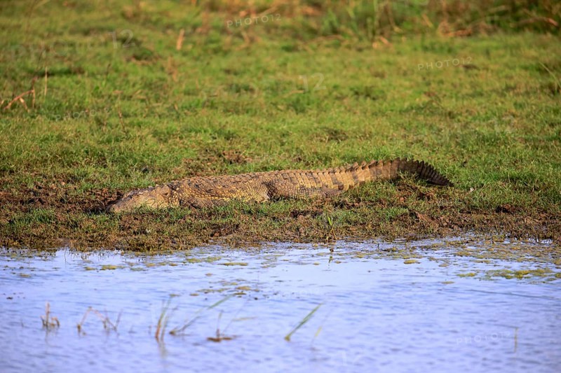 Saltwater crocodile (Crocodylus porosus)