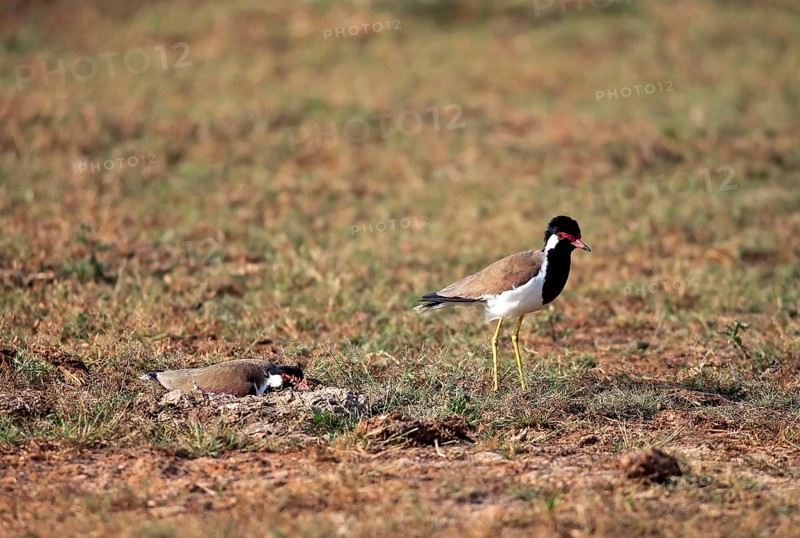 Red-wattled lapwing (Vanellus indicus)