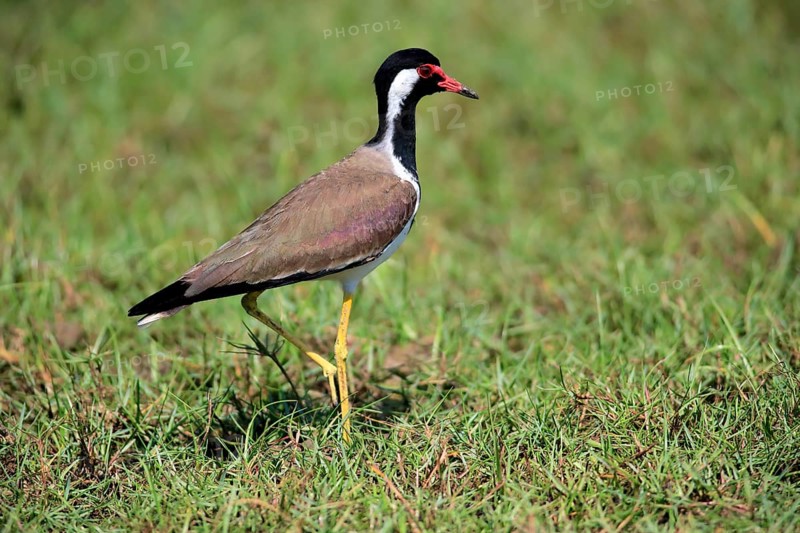 Red-wattled lapwing (Vanellus indicus)