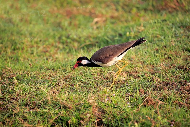 Red-wattled lapwing (Vanellus indicus)