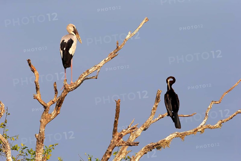 Asian openbill (Anastomus oscitans) and Oriental darter (Anhinga melanogaster)