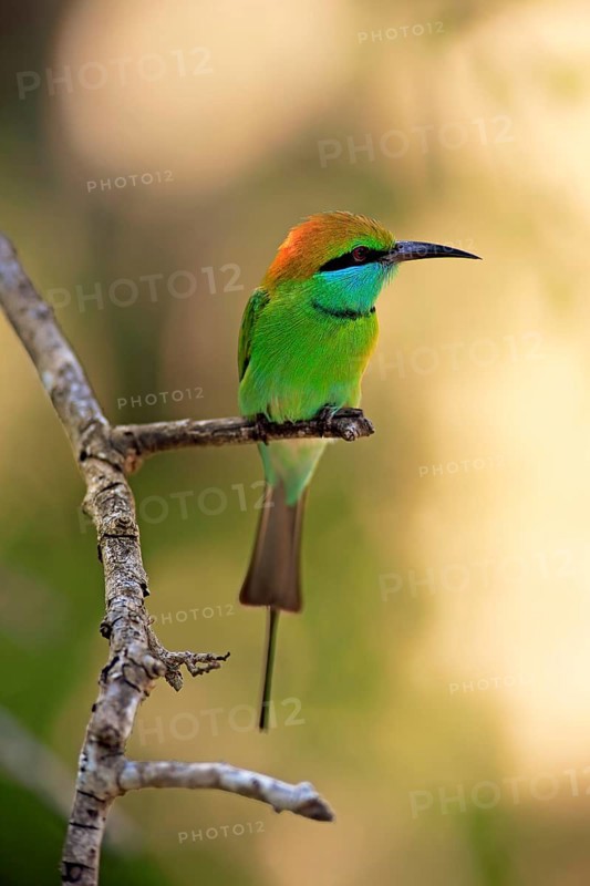 Green bee-eater (Merops orientalis ceylonicus)