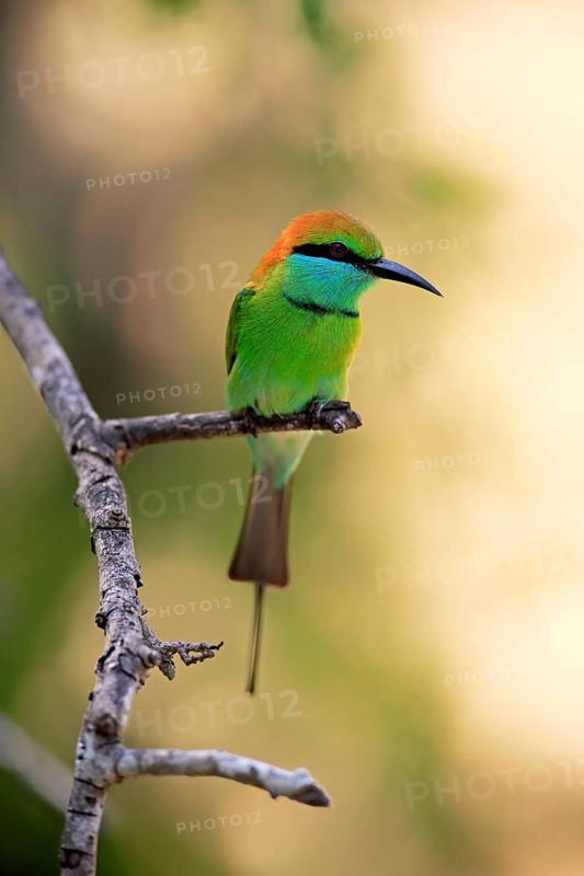 Green bee-eater (Merops orientalis ceylonicus)