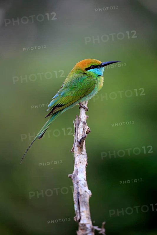 Green bee-eater (Merops orientalis ceylonicus)